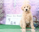 Small #1 Goldendoodle