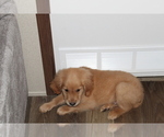 Small Photo #21 Golden Retriever Puppy For Sale in SPENCER, TN, USA