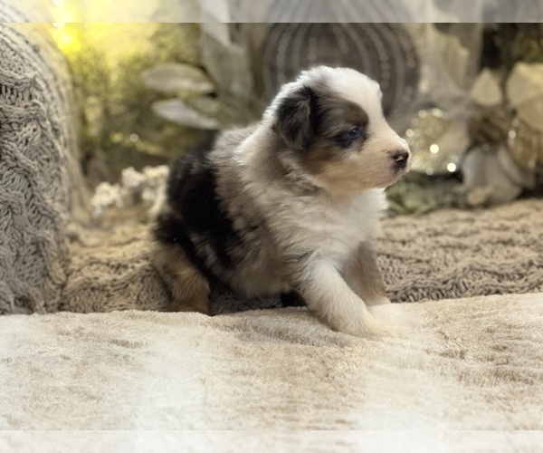 Medium Photo #2 Australian Shepherd Puppy For Sale in NEW HAVEN, CT, USA