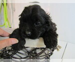 Small Photo #7 Cocker Spaniel Puppy For Sale in HUDSON, MI, USA