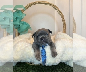 Medium French Bulldog
