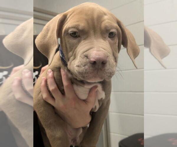 Medium Photo #2 Mutt Puppy For Sale in Muskegon, MI, USA