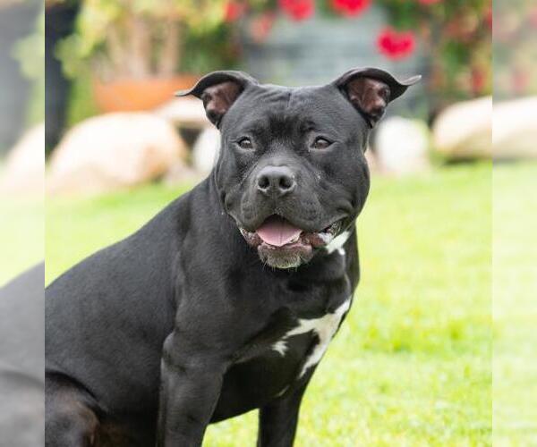 Medium Photo #2 American Staffordshire Terrier Puppy For Sale in Camarillo, CA, USA