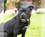 Small #1 American Staffordshire Terrier