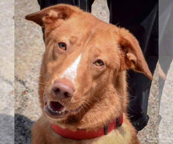 Medium Photo #4 Labrador Retriever-Unknown Mix Puppy For Sale in Huntley, IL, USA