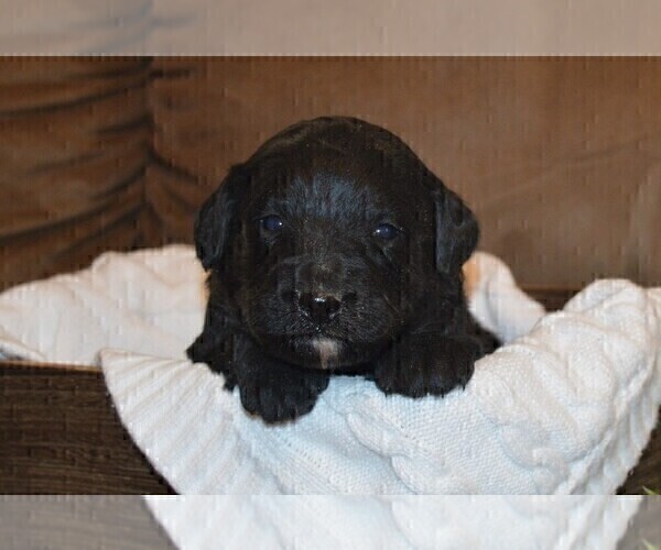 Medium Photo #3 Bernedoodle Puppy For Sale in MIFFLINBURG, PA, USA