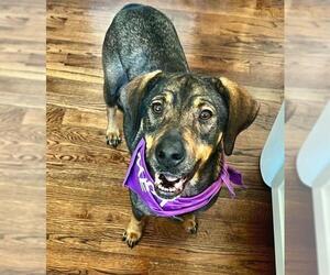 Black and Tan Coonhound-Unknown Mix Dogs for adoption in Charlotte, NC, USA