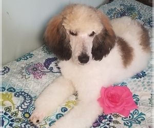 Poodle (Standard) Puppy for sale in SOUTHFIELD, MI, USA