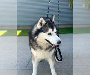 Togo - Female Siberian Husky Dog for Adoption - Photo #3
