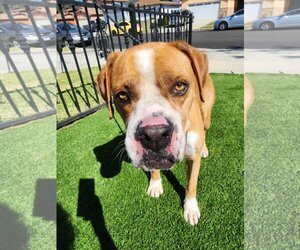 Boxer-Unknown Mix Dogs for adoption in Costa Mesa , CA, USA