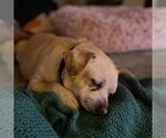 Small Photo #11 Chihuahua Puppy For Sale in  Ramona, CA, USA
