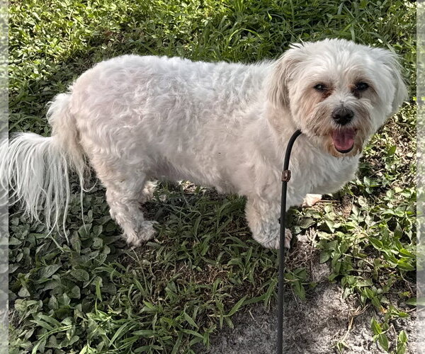 Medium Photo #1 Mal-Shi Puppy For Sale in Sanford, FL, USA