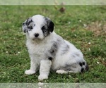 Small #2 Aussiedoodle Miniature 