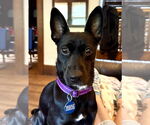 Small #5 Mutt