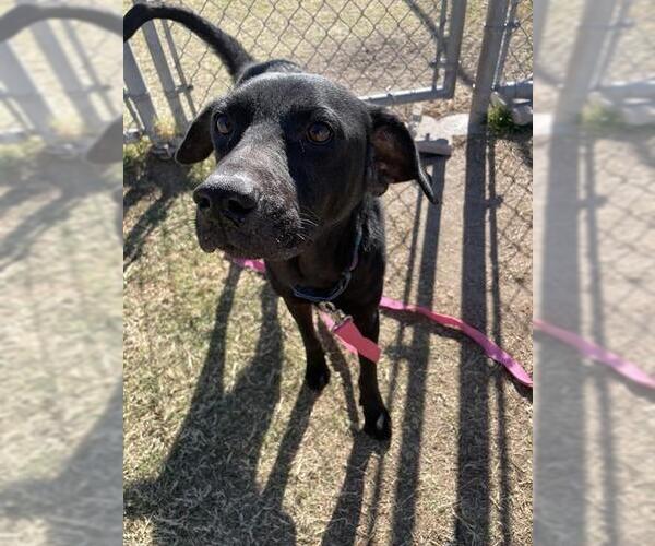 Medium Photo #3 Labrador Retriever-Unknown Mix Puppy For Sale in Corpus Christi, TX, USA