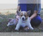 Small #5 Pembroke Welsh Corgi