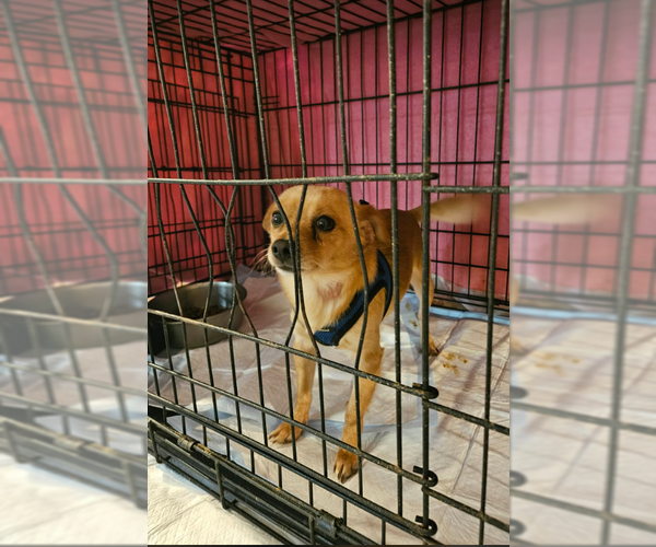 Medium Photo #2 Chihuahua-Unknown Mix Puppy For Sale in Cranston, RI, USA