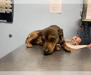 Chihuahua Dogs for adoption in Bakersfield, CA, USA