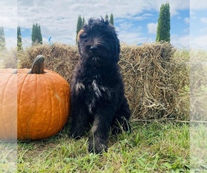 Aussiedoodle Miniature Puppy for sale in FOUNTAIN CITY, IN, USA