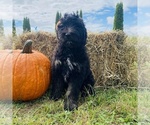 Image preview for Ad Listing. Nickname: Buddy