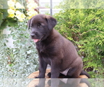 Small Photo #4 Akita-Labrador Retriever Mix Puppy For Sale in SHILOH, OH, USA
