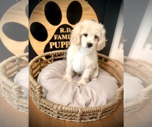 Cockapoo (Toy) Puppy for sale in CROSSVILLE, TN, USA