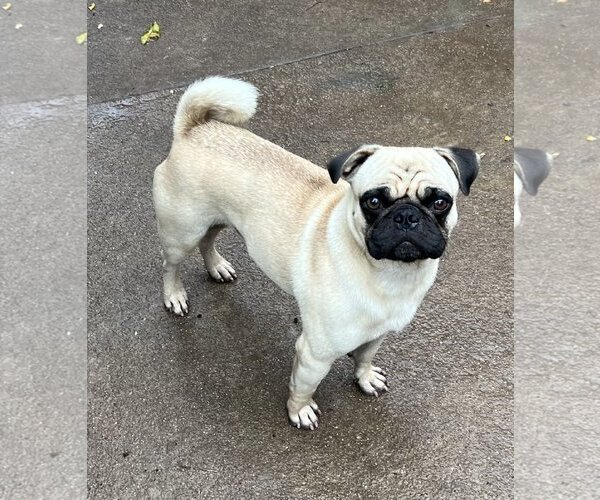 Medium Photo #4 Pug Puppy For Sale in Dana Point, CA, USA