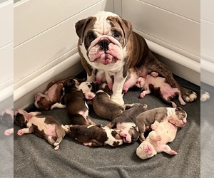 Mother of the Bulldog puppies born on 12/06/2023