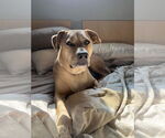 Small #1 American Staffordshire Terrier Mix
