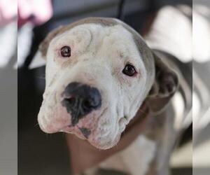 American Staffordshire Terrier-Unknown Mix Dogs for adoption in San Antonio, TX, USA