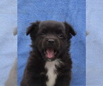 Small Photo #39 Chihuahua Puppy For Sale in HAYES, VA, USA