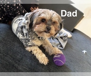 Father of the Shorkie Tzu puppies born on 10/02/2025