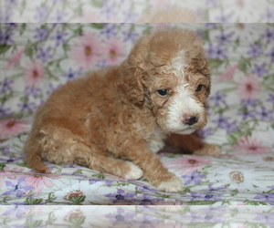 Goldendoodle (Miniature) Puppy for sale in BLMGTN, IN, USA
