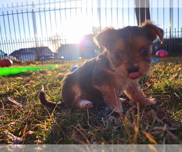 Medium Photo #5 Yorkshire Terrier Puppy For Sale in KUNA, ID, USA