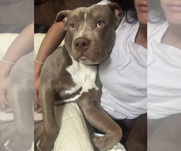 Medium Photo #1 American Pit Bull Terrier Puppy For Sale in Springdale, PA, USA
