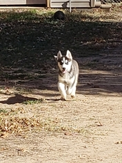 Siberian Husky Puppy for sale in WICHITA, KS, USA