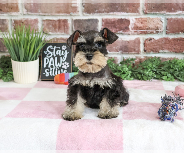 Medium Photo #5 Schnauzer (Miniature) Puppy For Sale in SYRACUSE, IN, USA