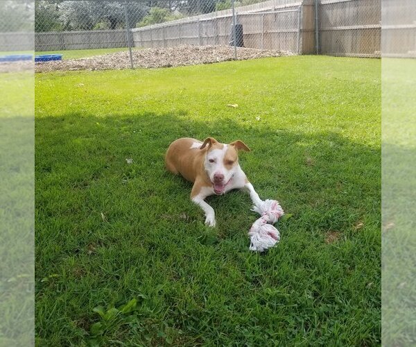 Medium Photo #3 American Pit Bull Terrier-Unknown Mix Puppy For Sale in Belleville, MI, USA