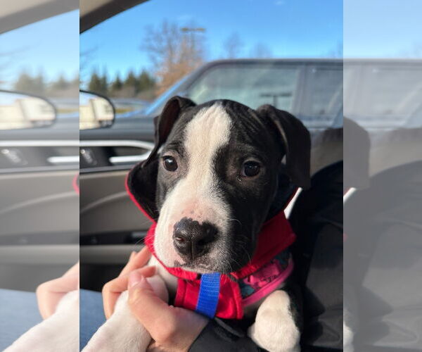 Medium Photo #3 Mutt Puppy For Sale in Tarrytown, GA, USA