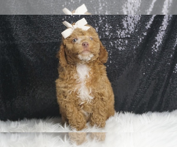 Medium Photo #2 Poodle (Toy) Puppy For Sale in WARSAW, IN, USA