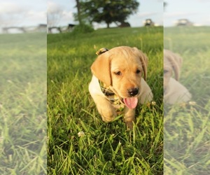 Labrador Retriever Puppy for sale in MAYSVILLE, KY, USA