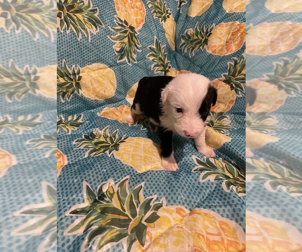 Medium Photo #10 Border Collie Puppy For Sale in AIKEN, SC, USA