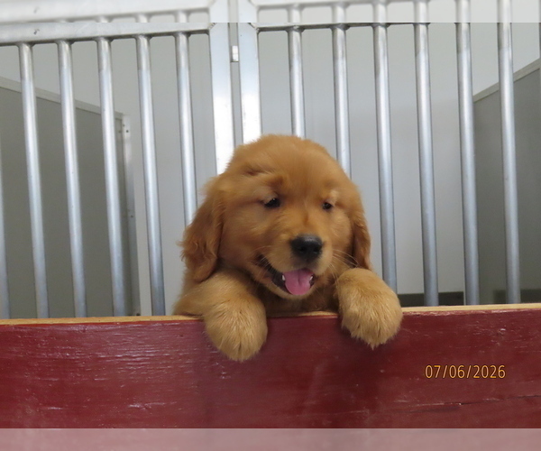 Medium Photo #1 Golden Retriever Puppy For Sale in THORP, WI, USA