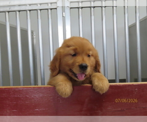 Medium Golden Retriever