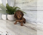 Image preview for Ad Listing. Nickname: Tootsie