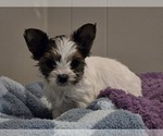 Puppy Duece Yorkshire Terrier