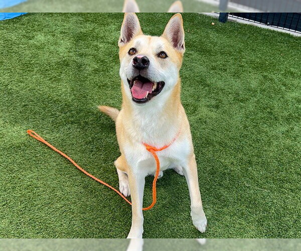 Medium Photo #1 Mutt Puppy For Sale in Orange, CA, USA