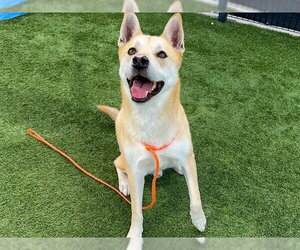 Mutt Dogs for adoption in Orange, CA, USA