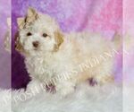 Small Photo #41 Maltipoo (Miniature) Puppy For Sale in WARSAW, IN, USA