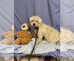 Small #3 Poodle (Miniature) Mix